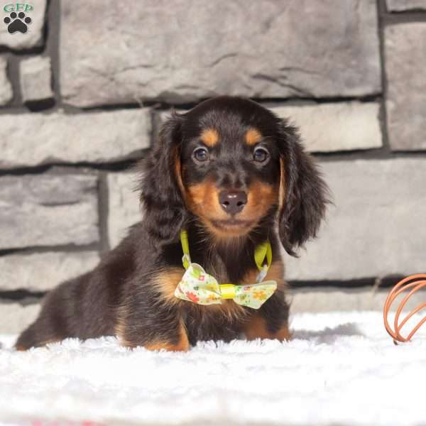 Scott, Dachshund Puppy